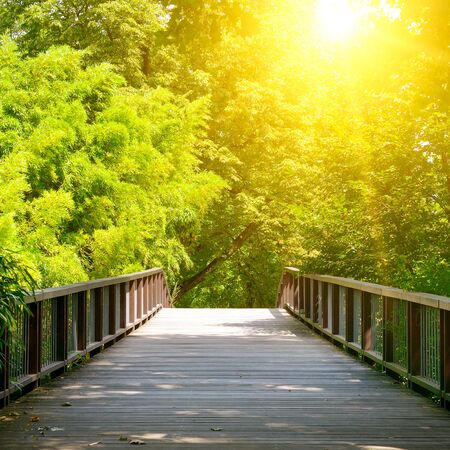Old wooden bridge in forestの写真素材