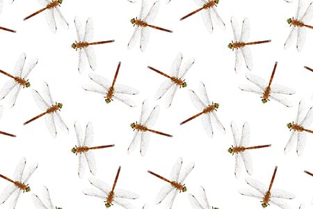 Photo stylized dragonfly isolated on whiteの写真素材