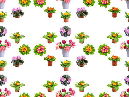 Large seamless pattern bright fresh violets and tulips isolated on white background.の写真素材