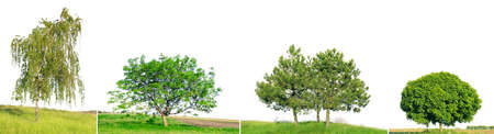 Spruce, pine, birch and walnut on green field isolated on white background.の写真素材