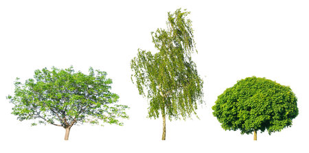 Maple, birch and walnut isolated on white background.