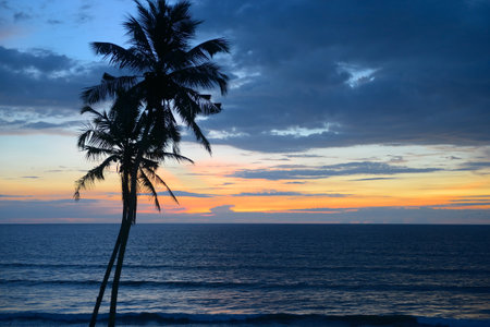 Silhouette coconut palm tree against backdrop magnificent sunset over oceanの写真素材