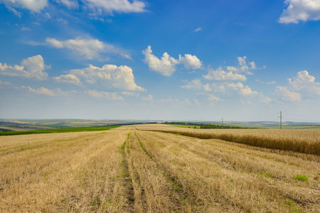 Stubble in harvested wheat field and blue sky.の写真素材