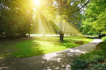 Sunrise beam in the beautiful park