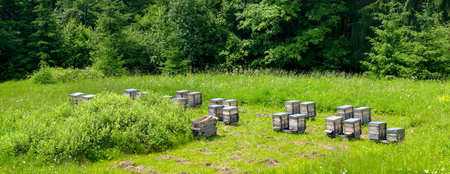 Apiary in the forest. Wooden hives for honey bees among green grass and flowers.の写真素材