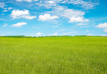 Young wheat stalks in summer field and bright blue sky.の写真素材