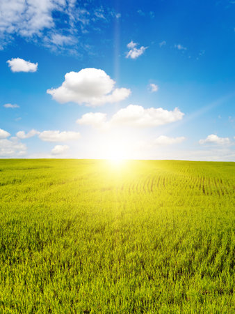 Beautiful sunrise on blue sky and bright green wheat field.の写真素材