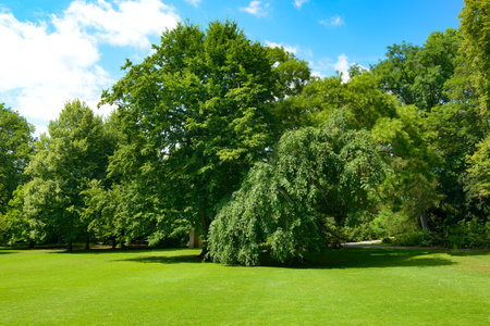 Green grass and tall trees in picturesque clearing in the park.の写真素材