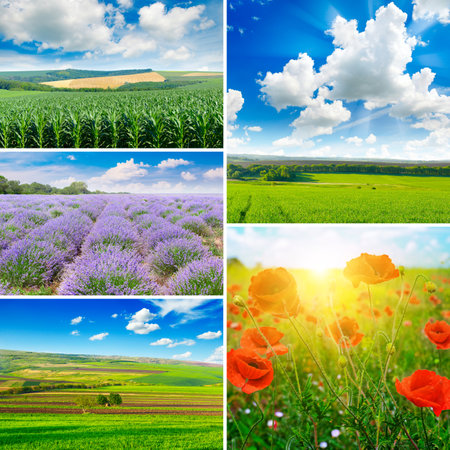 Set of bright summer fields with various crops. Agricultural backgrounds.の写真素材