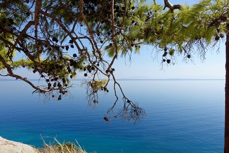 Pine cones on the coast of Saroniccos bay near Athens, the capital of Greeceの写真素材