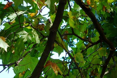 Green parrot in green tree foliageの写真素材