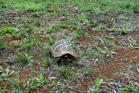 Turtle in the Galichitsky National Park near Lake Ohrid of Northern Macedonia on the border with Albaniaの写真素材