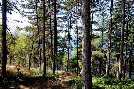 Pine forest on the rocks above Lake Ohrid of Ohrid and the Church of St. Kaneo in Ohridの写真素材