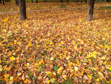 A beautiful carpet from different cliches in the month of October 2020 in Moscowの写真素材