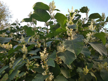 White small flowers in October on Moscow Boulevard in Russiaの写真素材