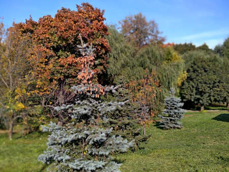 Beautiful spruce tree with many cones against the blue sky in the north of Moscow in Russiaの写真素材