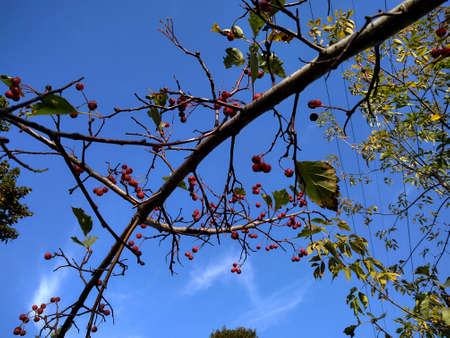 Hawthorn branches with red berries on a boulevard in the north of Moscow.の写真素材