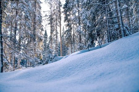 coniferous forest background, texture of the snowの写真素材