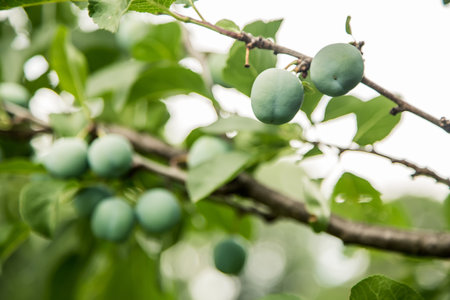 green plum grows on a tree, backgroundの写真素材