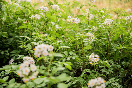 potato seeds farmingの写真素材