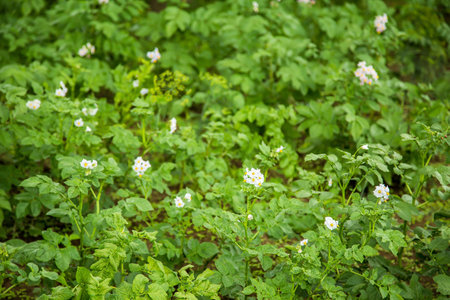 Background of green potatoes on the farmの写真素材