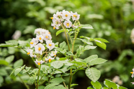 potato seeds farmingの写真素材