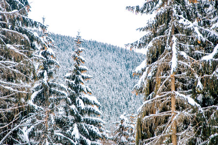 Beautiful winter landscape with snow covered fir trees in the mountains.の写真素材