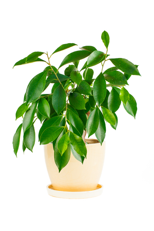 Ficus   Indoor plant in a flowerpot isolated on white backgroundの写真素材