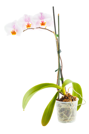 White Orchid   Pot flower in transparent flowerpot isolated on white backgroundの写真素材
