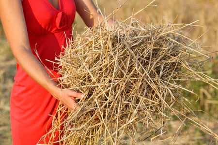Hay bales on the field after harvest. Hay for the winter.の写真素材