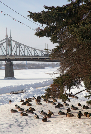 Lots of ducks in the winter near the river. Brown and gray.の写真素材