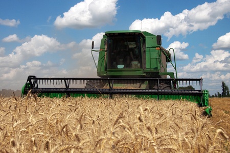 Combine harvests wheat on a field in sunny summer dayの写真素材