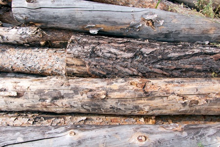 Stacked pine logsの写真素材