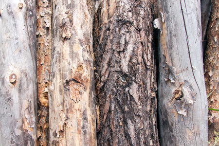 Stacked pine logs