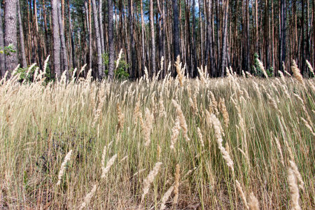 Grass and pine