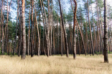 Pine tree forest on a summer dayの写真素材