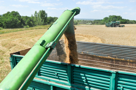 Combine harvester load wheat in the truck at the time of harvest in a sunny summer dayの写真素材