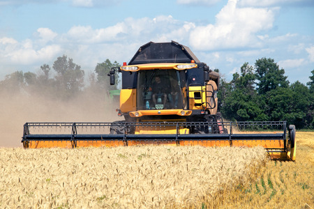 Combine harvests wheat on a field in sunny summer dayのeditorial素材