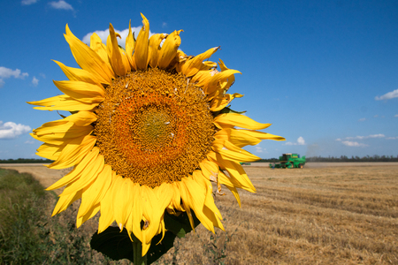 Sunflower against the blue sky in a summer dayの写真素材