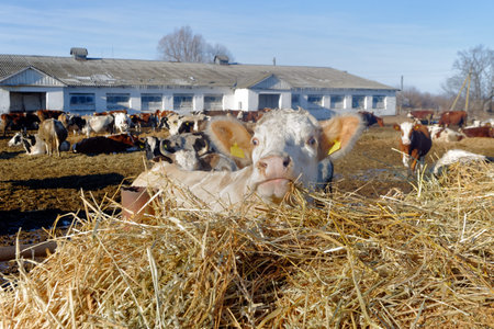 Cows grazing in a pen on a bright sunny autumn dayの写真素材