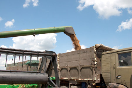 Combine harvester load wheat in the truck at the time of harvest in a sunny summer day