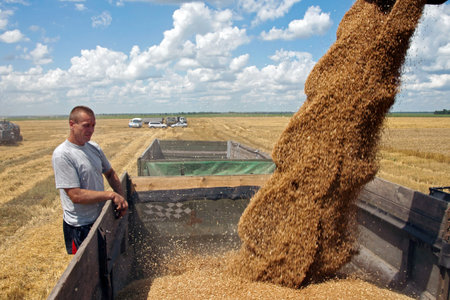 Kharkiv, Ukraine - July 12, 2011: Man level grain by shoveling when loading a truck from harvester in a sunny summer day in Kharkiv Oblast, Ukraine on July 12, 2011のeditorial素材