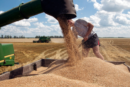 Kharkiv, Ukraine - July 12, 2011: Man level grain by shoveling when loading a truck from harvester in a sunny summer day in Kharkiv Oblast, Ukraine on July 12, 2011のeditorial素材