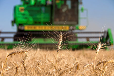 Ears of wheat against the backdrop of a combine harvester on a field in sunny summer day