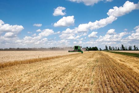 Combine harvests wheat on a field in sunny summer dayの写真素材