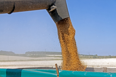 Combine harvester load wheat in the truck at the time of harvest in a sunny summer dayの写真素材