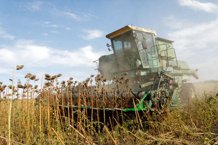 Big green harvester in the field mowing ripe, dry sunflower. Autumn harvest. The work of agricultural machinery.の写真素材
