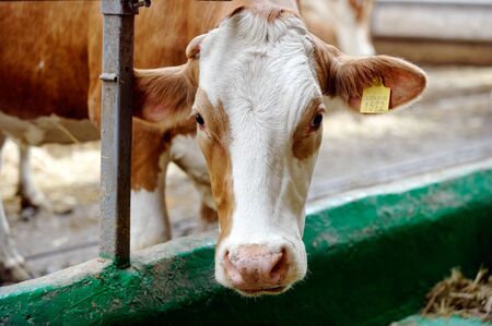 Dairy cow in a farm cowshedの写真素材
