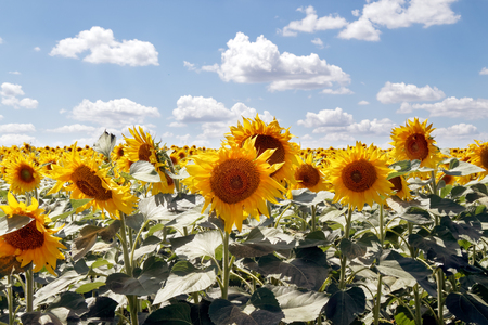 Field of blooming sunflowers on a background cloudy blue sky at bright sunny summer dayの写真素材