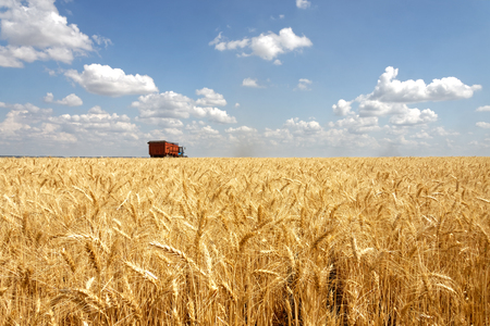 Golden wheat field with blue vivid sky in backgroundの写真素材